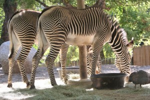zebras-1490332_1280