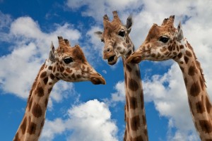 giraffes-627031_1280